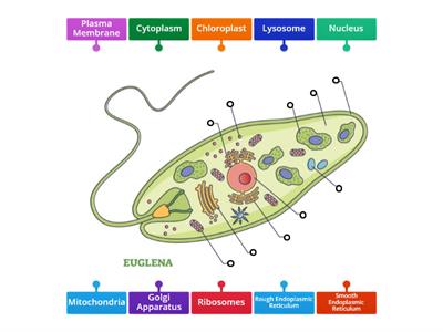 Label the Protist Cell Components