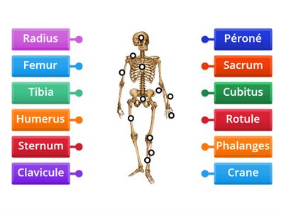 Les os du squelette