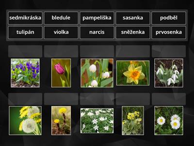 Jarní květiny - fotografie - přiřazuj