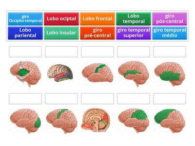  Lobos e giros do telencéfalo 🧠