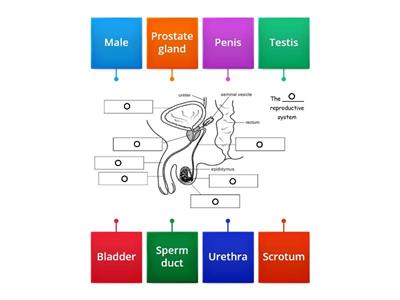 Male reproductive system word wall