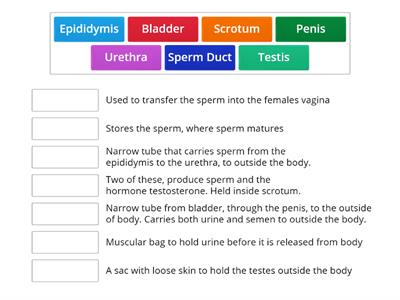 Male System Parts and Functions SPHE