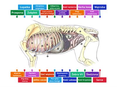 Anatomia psa, część lewa 