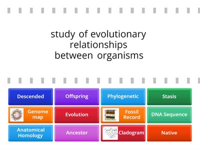 Evolution Vocabulary "used on STAAR" - Modified