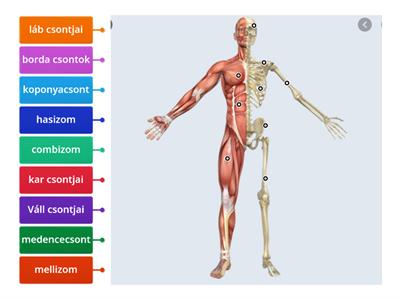 Csontok-izmok  diagram mozgásrendszer, mozgás