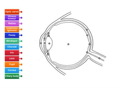 The human eye I