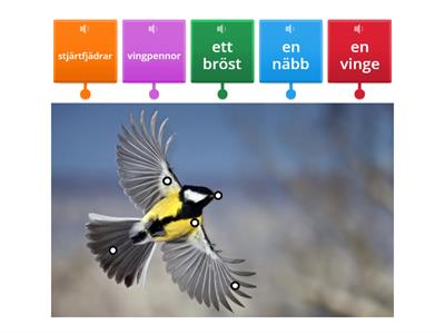 En fågel - vad heter det på svenska?