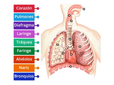 Sistema respiratorio 