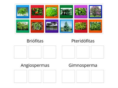 Classificação das plantas