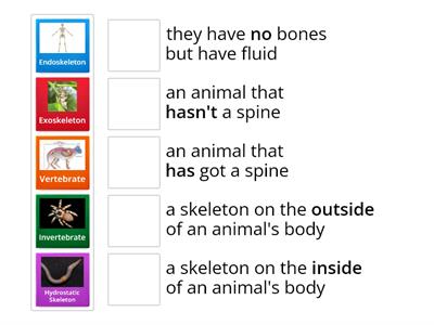 Year 3 Skeleton vocabulary