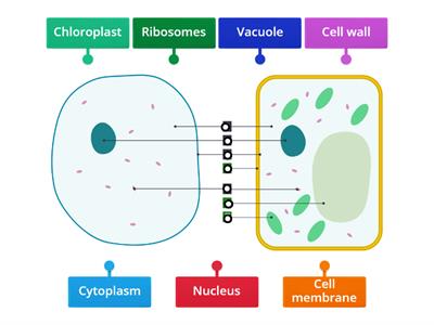 Plant and animal cell