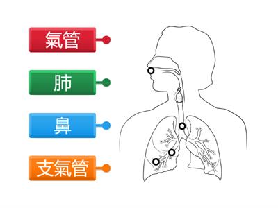 常識4.2冊書第四課---人呼吸的過程