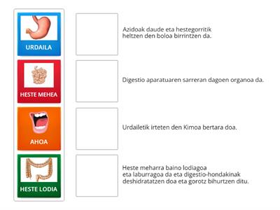 DIGESTIO APARATUA