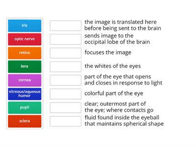 Eyeball Physiology