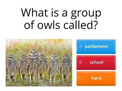 All about owls