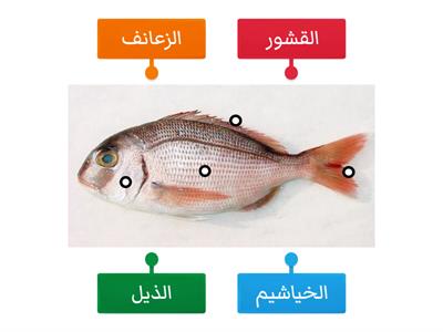 أ.رانية المبيض⚘أجزاء السمكة 
