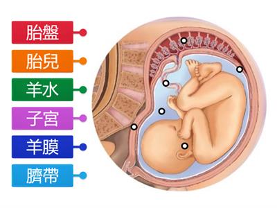 人類的生殖－懷孕中構造名稱