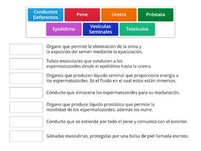 Sistema Reproductor Masculino