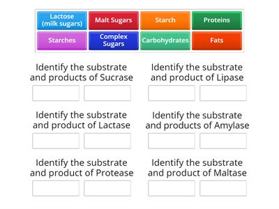 Common Enzyme and Substrate Practice