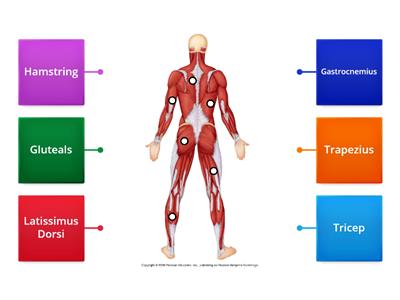 Muscles of the body - Part 2