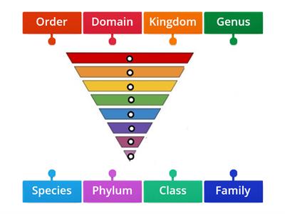 Levels of Classification 