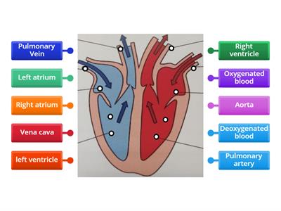 Labelling the heart