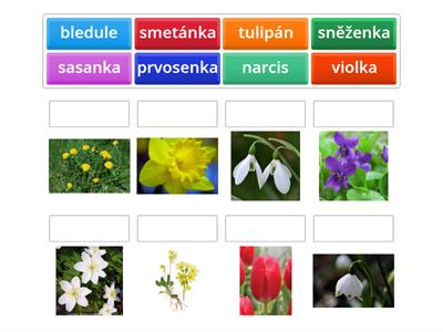 PRV 2 Květiny na jaře - poznávačka