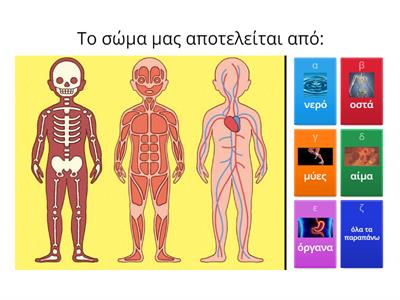 το σώμα μας, σκελετός