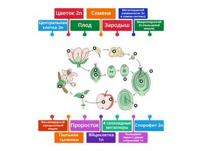 Жизненный цикл и размножение Покрытосеменных растений