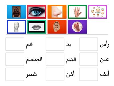 Arabicأجزاء الجسم body parts