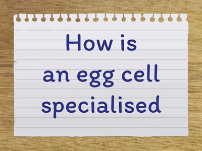 Specialised animal cells KS3 Year 8