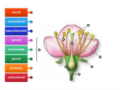 A virág részei SNI 4.o.