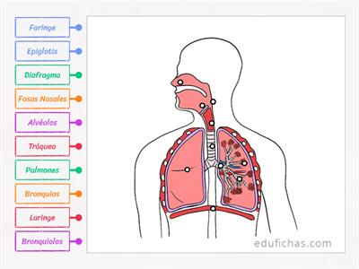 Sistema Respiratorio