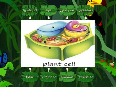   تركيب الخلية النباتية