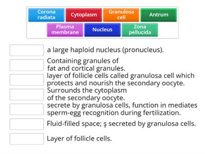 The structure of the secondary oocyte 