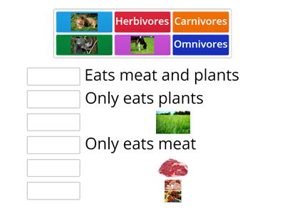 What do animals eat?