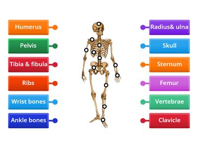 Label the Skeleton