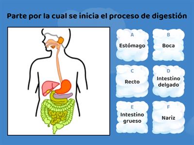  Sistema Digestivo 