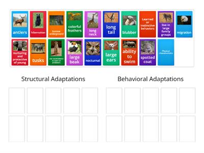 Structural vs. Behavioral Adaptations