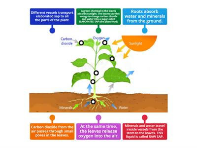 Nutrition in plants 2: photosynthesis