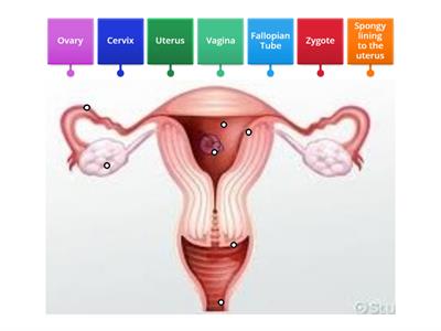 Female Reproductive System Labels