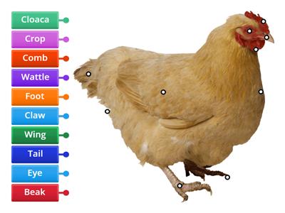 Label a chicken