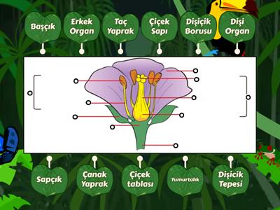 7. Sınıf 2 Dönem Fen Çiçeğin kısımları