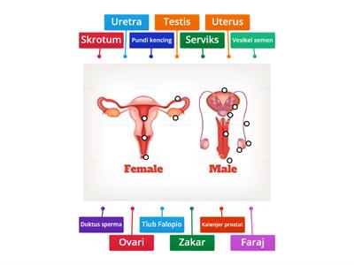 Sains Tingkatan 1 - Sistem Pembiakan lelaki dan perempuan