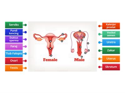 Sains Tingkatan 1 - Sistem Pembiakan lelaki dan perempuan