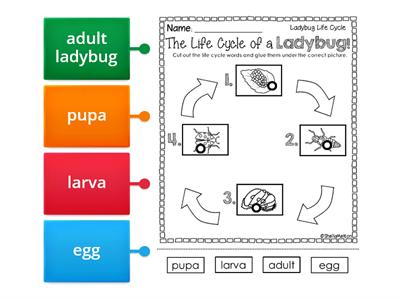 Life Cycle of a Ladybug Labeled Diagram (3rd grade Science)