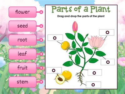 Parts of a Plant (Grade 2 Science)