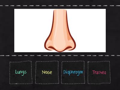 Respiratory system 