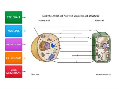 PLANT AND ANIMAL CELLS DIAGRAM