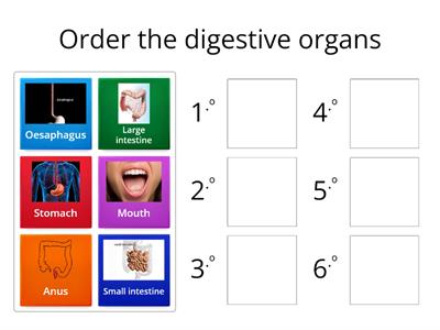  Digestive system